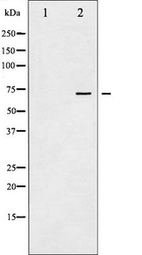 PTPN11 / SHP-2 / NS1 Antibody - Western blot analysis of SHP-2 phosphorylation expression in A431 whole cells lysates. The lane on the left is treated with the antigen-specific peptide.