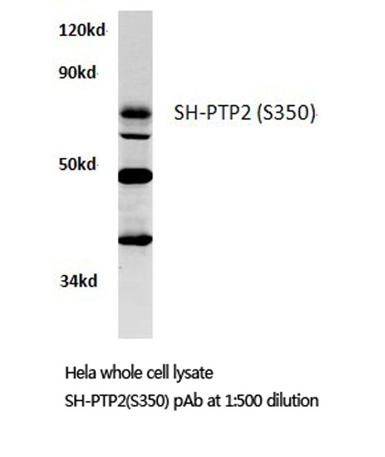 PTPN11 / SHP-2 / NS1 Antibody - Western blot of SH-PTP2 (S350) pAb in extracts from HeLa cells.