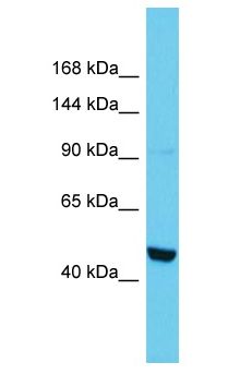 PTPN14 / PEZ Antibody - PTPN14 / PEZ antibody Western Blot of Mouse Testis. Antibody dilution: 1 ug/ml.  This image was taken for the unconjugated form of this product. Other forms have not been tested.