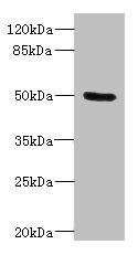 PTPN18 Antibody - Western blot All Lanes: PTPN18 antibody IgG at 2.98ug/ml+ Rat heart tissue Secondary Goat polyclonal to rabbit IgG at 1/10000 dilution Predicted band size: 51,39 kDa Observed band size: 50 kDa