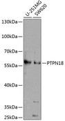 PTPN18 Antibody - Western blot analysis of extracts of various cell lines using PTPN18 Polyclonal Antibody at dilution of 1:1000.