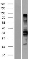 PTPN18 Protein - Western validation with an anti-DDK antibody * L: Control HEK293 lysate R: Over-expression lysate