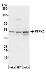 PTPN2 / TC-PTP Antibody - Detection of human PTPN2 by western blot. Samples: Whole cell lysate (50 µg) from HeLa, HEK293T, and Jurkat cells prepared using NETN lysis buffer. Antibody: Affinity purified rabbit anti-PTPN2 antibody used for WB at 0.1 µg/ml. Detection: Chemiluminescence with an exposure time of 10 seconds.