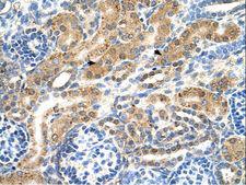 PTPN2 / TC-PTP Antibody - PTPN2 / TCPTP antibody PTPN2(protein tyrosine phosphatase, non-receptor type 2) Antibody was used in IHC to stain formalin-fixed, paraffin-embedded human kidney.  This image was taken for the unconjugated form of this product. Other forms have not been tested.