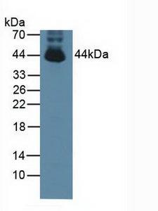 PTPN2 / TC-PTP Antibody - Western Blot; Sample: Mouse Testis Tissue.