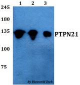 PTPN21 / PTPD1 Antibody - Western blot of PTPN21 antibody at 1:500 dilution. Lane 1: A549 whole cell lysate. Lane 2: Raw264.7 whole cell lysate. Lane 3: PC12 whole cell lysate.