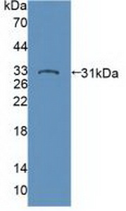 PTPN22 / PEP Antibody - Western Blot; Sample: Recombinant PTPN22, Human.