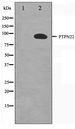 PTPN22 / PEP Antibody - Western blot of HeLa cell lysate using PTPN22 Antibody