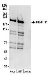 PTPN23 / HDPTP Antibody - Detection of human HD-PTP by western blot. Samples: Whole cell lysate (50 µg) from HeLa, HEK293T, and Jurkat cells prepared using NETN lysis buffer. Antibodies: Affinity purified rabbit anti-HD-PTP antibody used for WB at 0.1 µg/ml. Detection: Chemiluminescence with an exposure time of 30 seconds.