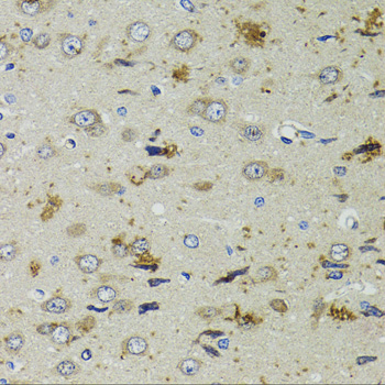 PTPN3 Antibody - Immunohistochemistry of paraffin-embedded rat brain tissue.