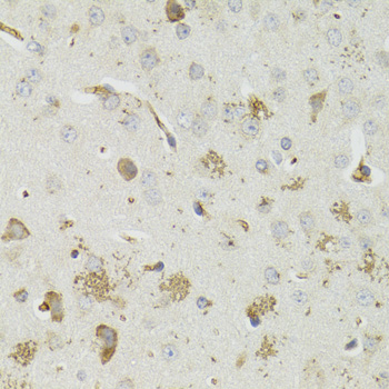 PTPN3 Antibody - Immunohistochemistry of paraffin-embedded mouse brain tissue.