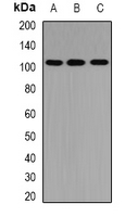 PTPN3 Antibody - Western blot analysis of PTP-H1 expression in A549 (A); mouse brain (B); rat brain (C) whole cell lysates.