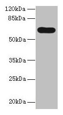 PTPN5 / STEP Antibody - Western blot All lanes: Tyrosine-protein phosphatase non-receptor type 5 antibody at 12µg/ml + HepG2 whole cell lysate Secondary Goat polyclonal to rabbit IgG at 1/10000 dilution Predicted band size: 64, 61 kDa Observed band size: 64 kDa