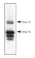 PTPN5 / STEP Antibody - Western blot of STEP protein in striatal rat protein homogenates, using STEP (clone 23E5) antibody.