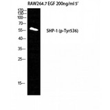 PTPN6 / SHP1 Antibody - Western blot of Phospho-SH-PTP1 (Y536) antibody