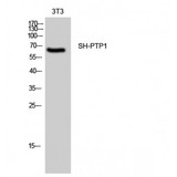 PTPN6 / SHP1 Antibody - Western blot of SH-PTP1 antibody