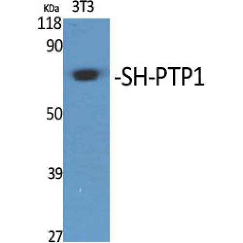 PTPN6 / SHP1 Antibody - Western blot of SH-PTP1 antibody
