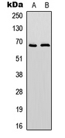 PTPN6 / SHP1 Antibody - Western blot analysis of SHPTP1 expression in HEK239A (A); NIH3T3 (B) whole cell lysates.