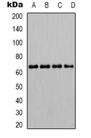 PTPN6 / SHP1 Antibody - Western blot analysis of SHPTP1 (pY536) expression in K562 (A); Jurkat (B); NIH3T3 (C); Raw264.7 (D) whole cell lysates.
