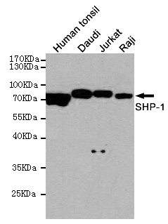 PTPN6 / SHP1 Antibody - Western blot detection of SHP-1 in Human tonsil, Daudi, Jurkat and Raji cell lysates using SHP-1 mouse monoclonal antibody (1:1000 dilution). Predicted band size: 67KDa. Observed band size:67KDa.