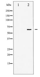 PTPN6 / SHP1 Antibody - Western blot of SHP-1 expression in NIH-3T3 whole cell lysates,The lane on the left is treated with the antigen-specific peptide.