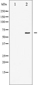 PTPN6 / SHP1 Antibody - Western blot analysis of SHP-1 expression in NIH-3T3 whole cells lysates. The lane on the left is treated with the antigen-specific peptide.