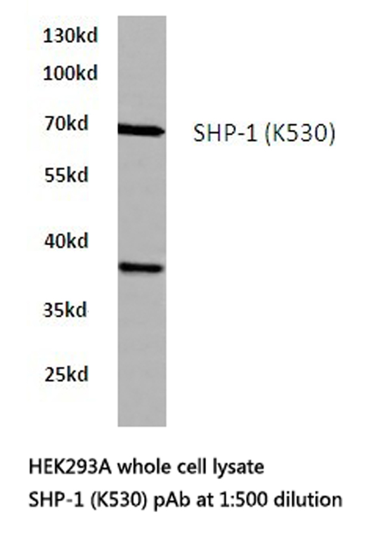 PTPN6 / SHP1 Antibody - Western blot of SHP-1 (K530) pAb in extracts from HEK293A cells.
