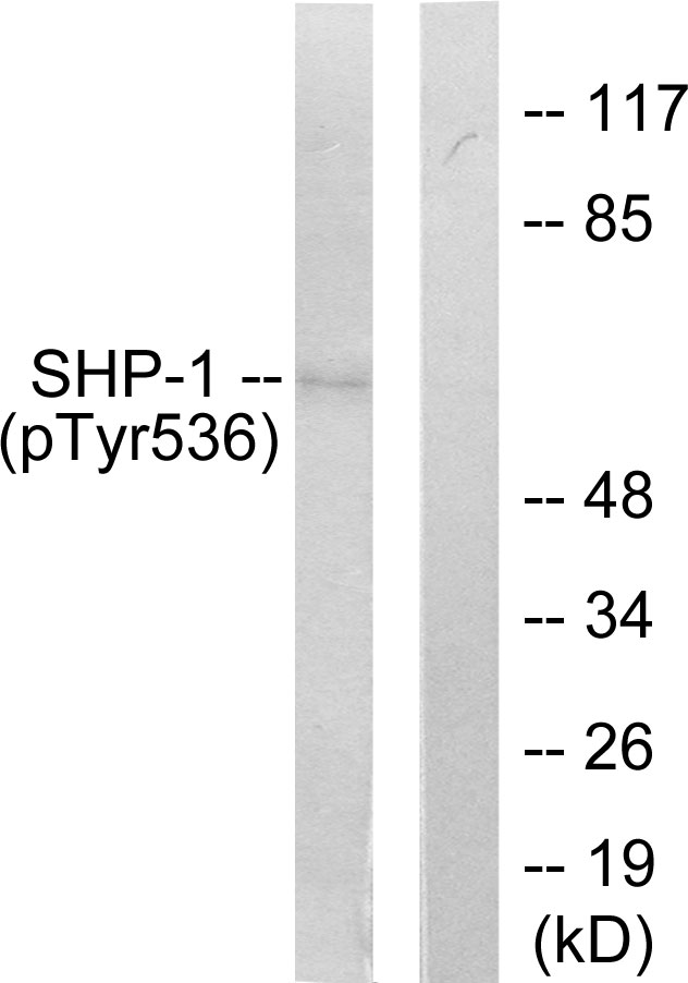 PTPN6 / SHP1 Antibody - Western blot analysis of lysates from RAW264.7 cells treated with EGF 200ng/ml 5', using SHP-1 (Phospho-Tyr536) Antibody. The lane on the right is blocked with the phospho peptide.
