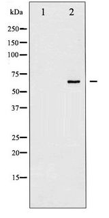 PTPN6 / SHP1 Antibody - Western blot of SHP-1 phosphorylation expression in EGF treated RAW264.7 whole cell lysates,The lane on the left is treated with the antigen-specific peptide.
