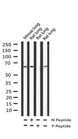 PTPN6 / SHP1 Antibody - Western blot analysis of Phospho-SHP-1 (Tyr536) expression in various lysates