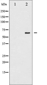 PTPN6 / SHP1 Antibody - Western blot analysis of SHP-1 phosphorylation expression in EGF treated RAW264.7 whole cells lysates. The lane on the left is treated with the antigen-specific peptide.