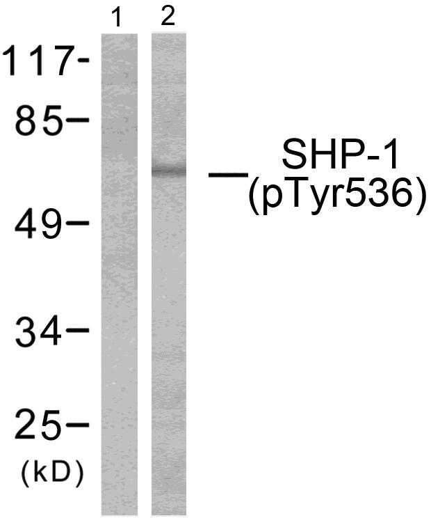 PTPN6 / SHP1 Antibody - Western blot analysis of extracts from RAW264.7 cells treated with EGF (200ng/ml, 5mins), using SHP-1 (phospho-Tyr536) antibody.