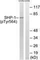 PTPN6 / SHP1 Antibody - Western blot analysis of lysates from COS7 cells treated with EGF 200ng/ml 30', using SHP-1 (Phospho-Tyr564) Antibody. The lane on the right is blocked with the phospho peptide.