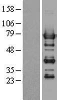 PTPN6 / SHP1 Protein - Western validation with an anti-DDK antibody * L: Control HEK293 lysate R: Over-expression lysate