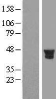 PTPN7 / HEPTP Protein - Western validation with an anti-DDK antibody * L: Control HEK293 lysate R: Over-expression lysate