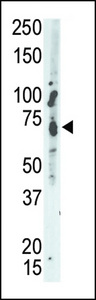 PTPN9 / MEG2 Antibody - The anti-MEG2 antibody is used in Western blot to detect MEG2 in A549 cell lysate.