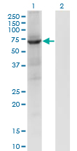 PTPN9 / MEG2 Antibody - Western Blot analysis of PTPN9 expression in transfected 293T cell line by PTPN9 monoclonal antibody (M04), clone 2F12.Lane 1: PTPN9 transfected lysate (Predicted MW: 65.23 KDa).Lane 2: Non-transfected lysate.