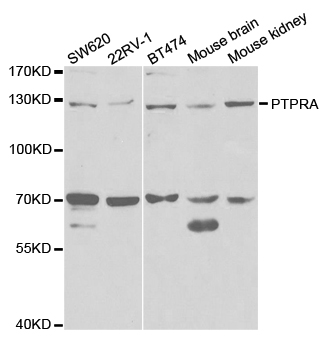 PTPRA / RPTP-Alpha Antibody - Western blot analysis of extracts of various cell lines.