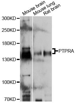 PTPRA / RPTP-Alpha Antibody - Western blot analysis of extracts of various cell lines, using PTPRA antibody at 1:3000 dilution. The secondary antibody used was an HRP Goat Anti-Rabbit IgG (H+L) at 1:10000 dilution. Lysates were loaded 25ug per lane and 3% nonfat dry milk in TBST was used for blocking. An ECL Kit was used for detection and the exposure time was 5s.