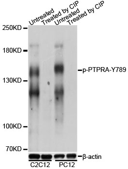 PTPRA / RPTP-Alpha Antibody - Western blot analysis of extracts of C2C12 and PC-12 cells, using Phospho-PTPRA-Y789 antibody at 1:1000 dilution. C2C12 cell lysate were treated by CIP (20ul CIP for each 400ul cell lysate) at 37â„ƒ for 1 hour .PC-12 cell lysate were treated by CIP (20ul CIP for each 400ul cell lysate) at 37â„ƒ for 1 hour. The secondary antibody used was an HRP Goat Anti-Rabbit IgG (H+L) at 1:10000 dilution. Lysates were loaded 25ug per lane and 3% nonfat dry milk in TBST was used for blocking. Blocking buffer: 3% BSA.An ECL Kit was used for detection and the exposure time was 30s.