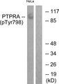 PTPRA / RPTP-Alpha Antibody - Western blot analysis of lysates from HeLa cells treated with serum 20% 15', using PTPRA (Phospho-Tyr798) Antibody. The lane on the right is blocked with the phospho peptide.