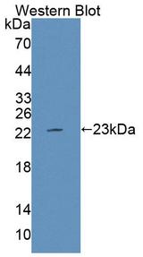 PTPRE / PTP Epsilon Antibody - Western Blot; Sample: Recombinant protein.