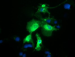 PTPRE / PTP Epsilon Antibody - Anti-PTPRE mouse monoclonal antibody  immunofluorescent staining of COS7 cells transiently transfected by pCMV6-ENTRY PTPRE.