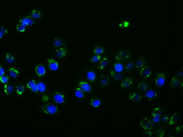 PTPRE / PTP Epsilon Antibody - Immunofluorescent staining of HT29 cells using anti-PTPRE mouse monoclonal antibody.