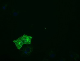 PTPRE / PTP Epsilon Antibody - Anti-PTPRE mouse monoclonal antibody immunofluorescent staining of COS7 cells transiently transfected by pCMV6-ENTRY PTPRE.