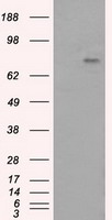 PTPRE / PTP Epsilon Antibody - HEK293T cells were transfected with the pCMV6-ENTRY control (Left lane) or pCMV6-ENTRY PTPRE (Right lane) cDNA for 48 hrs and lysed. Equivalent amounts of cell lysates (5 ug per lane) were separated by SDS-PAGE and immunoblotted with anti-PTPRE.