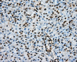 PTPRE / PTP Epsilon Antibody - IHC of paraffin-embedded pancreas tissue using anti-PTPRE mouse monoclonal antibody. (Dilution 1:50).