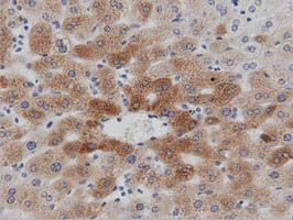 PTPRE / PTP Epsilon Antibody - IHC of paraffin-embedded Human liver tissue using anti-PTPRE mouse monoclonal antibody. (Dilution 1:50).