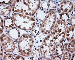 PTPRE / PTP Epsilon Antibody - Immunohistochemical staining of paraffin-embedded Kidney tissue using anti-PTPRE mouse monoclonal antibody. (Dilution 1:50).