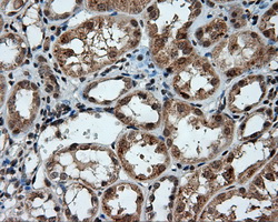 PTPRE / PTP Epsilon Antibody - Immunohistochemical staining of paraffin-embedded Kidney tissue using anti-PTPRE mouse monoclonal antibody. (Dilution 1:50).